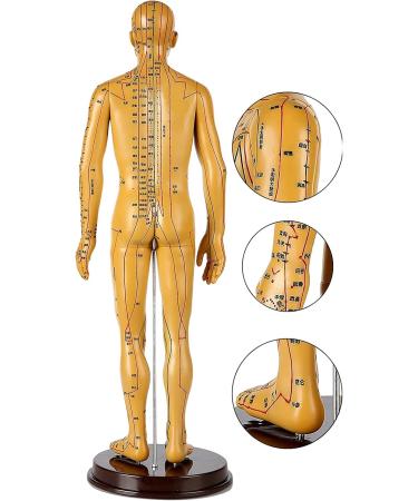 Human Acupuncture Template 50 cm Human Meridian Chinese Medicine Acupuncture Point Medicine Acupuncture Point Model Hand Rotate Anatomy Model - Buy Online on SooperMarket.com