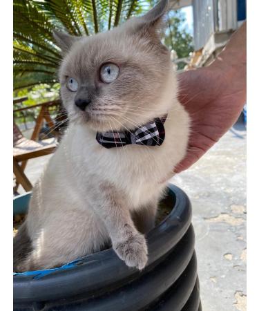 SuperBuddy Cute Bow Bell Cat Collar - 2 Pack Plaid Kitten Collar with Removable Bowtie for Cats Kittens - Brown-Black - Buy Online on SooperMarket.com