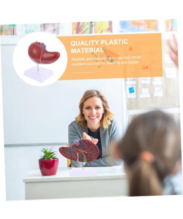Baluue Liver Anatomical Model Liver Model with Base Anatomical Liver Model Human Body Gallbladder - Buy Online on SooperMarket.com