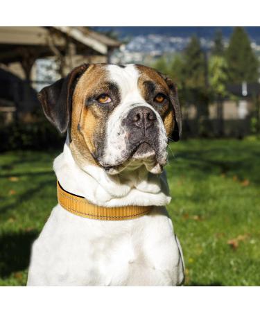 Joytale Reflective Dog Collar for Large Dogs - Brown Size L (1 Pack) - Durable & Stylish Pet Accessory - Buy Online on SooperMarket.com