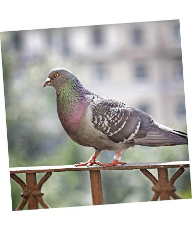 Angoily 300 Pcs Pigeon Anklet Duck Where Clip Chicken Ankle Ring Pigeons Ring Bands Parrot Label Tape Baby 1.3X1.3CMx3pcs Whitex3pcs - Buy Online on SooperMarket.com