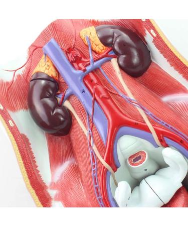 Model of Human Urinary System Urinary System Model Female Male Male Bladder Cavity Abdominal Abdominal Rear Wall Model - Buy Online on SooperMarket.com