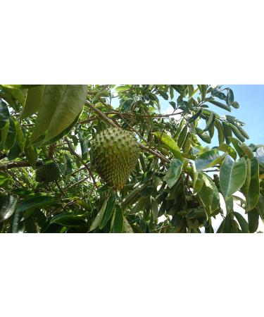 3 x 100% Soursop Juice - Unfiltered & Vegan 3 x 500ml. Made of 100% Soursop-Pulp. Guanabana. Corossol. Graviola. - Buy Online on SooperMarket.com