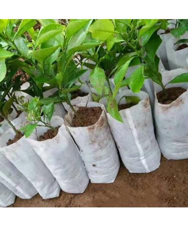 Saterkali 100Pcs Planting Bag High Performance Easy to Use Degradable Nursery Bag for Planting 12cm x 15cm - Buy Online on SooperMarket.com