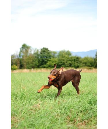 Buy Chuckit! Ultra Ball Large (Pack of 2) - Durable & Fun for Dogs | International Shipping Available - Buy Online on SooperMarket.com