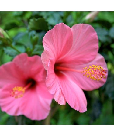 Buy Frontier Co-op Organic Hibiscus Flowers 5.82 oz - Premium Dried Hibiscus Tea - Buy Online on SooperMarket.com