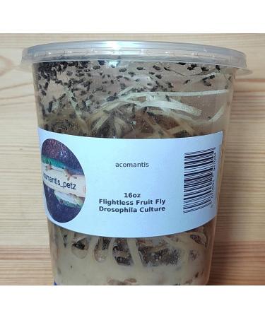 acomantis 16oz tub Flightless Fruit Flies (Drosophila Culture) Live Food - Buy Online on SooperMarket.com