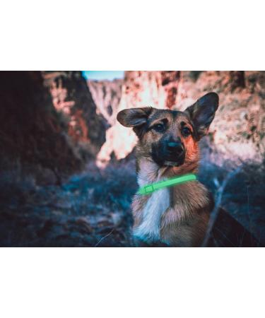 Dewel Shining Tick Collar for Dogs - Adjustable Waterproof Flea & Tick Prevention XL 63.5cm - Lightweight & Effective Vermin Control - Buy Online on SooperMarket.com