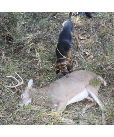 DogBone RealHide Deer Hide Drag for Tracking Dog Training - Buy Online on SooperMarket.com