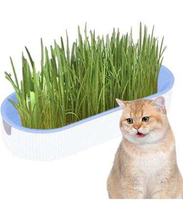 Youding Cat Grass Growing Kit Planter Tray Catnip Box Chewing Kitten Plant Set for Snacks Soil Free Snacks Digestion Pet Food Indoor Nursery Balcony Patio Blue - Buy Online on SooperMarket.com