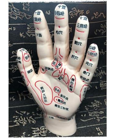 Acupuncture Main Model - Acupuncture Education Teaching Model - HD Chinese Human Lettering - for Points of Acupuncture Meridian and Medical Acupuncture - Buy Online on SooperMarket.com