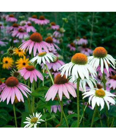 Echinacea Mixed Seeds - High-Quality Echinacea Seeds for International Shipping | Grow Your Own Echinacea - Buy Online on SooperMarket.com