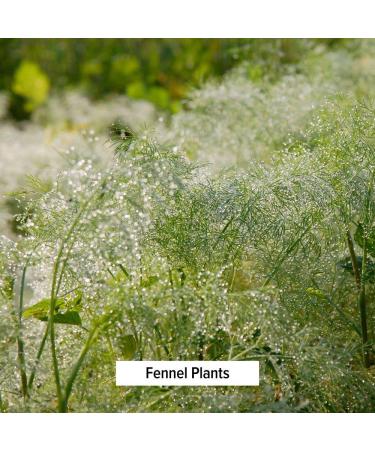 Organic Whole Fennel Seed 1/2 lb - Digestive Comfort Spice Supplement - USDA Certified - Foeniculum vulgare - 8 oz - Buy Online on SooperMarket.com