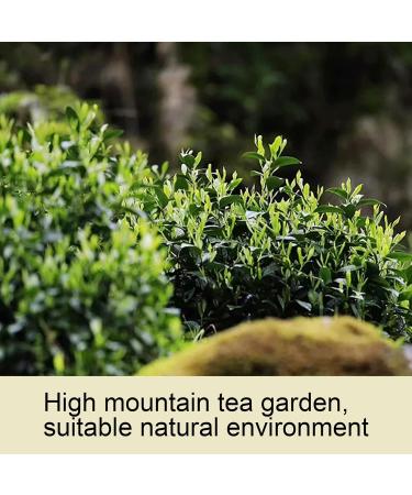 Green Tea From High Mountain Tea Garden Clear Tea Soup Strong and Persistent Tea Aroma Yunwu Green Tea for Home Hospitality Drinks or Gifts for Friends and Family - Buy Online on SooperMarket.com