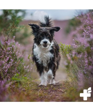 Reavet Mary Thistle Oil for Dogs & Horses 250ml | Natural Food Grade BARF Supplement Rich in Vitamin E & Omega-6 - Buy Online on SooperMarket.com