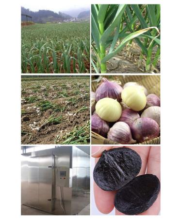Organic Black Garlic (100g) - Premium Quality Antioxidant Energizer | Natural & Healthy | Sealed Pack | Du TOU HEI Suan - Buy Online on SooperMarket.com