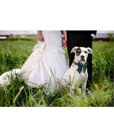Lionet Paws Dog Collar - Comfortable Silk with Removable Fly for Large Dogs (Neck 40-60cm) - Green 1 Pack - Buy Online on SooperMarket.com
