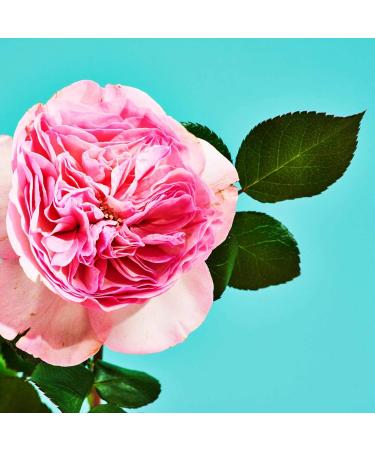 Lake & Skye Canyon Rose Eau de Parfum Long Lasting Fragrance Paraben Phtalates and Sulfates Free .04 fl oz (1.2 ml) - Warm Floral and Vanilla 0.04 Fl Oz (Pack of 1) - Buy Online on SooperMarket.com