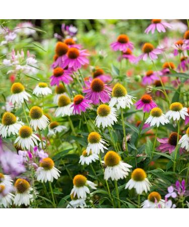Echinacea Mixed Seeds - High-Quality Echinacea Seeds for International Shipping | Grow Your Own Echinacea - Buy Online on SooperMarket.com