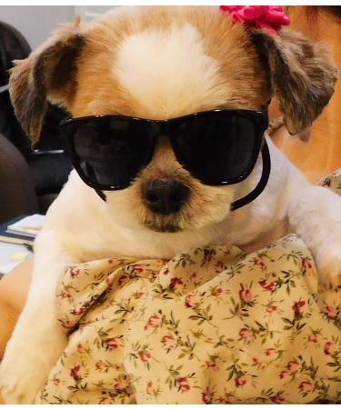 80s Style Pet Sunglasses for Small Dogs (Black) - Up to 15lbs - Buy Online on SooperMarket.com