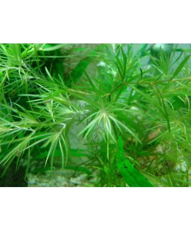 Guppy Grass Aquarium Live Plant Najas Guadalupensis