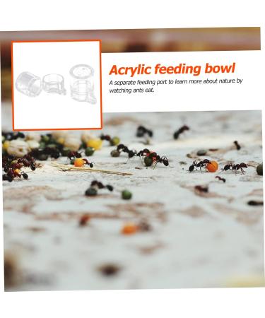 BESPORTBLE 2pcs Ant Water Feeder Acrylic Ant Feeders Professional Ants Feeder Tortoise Water Dish Transparent - Buy Online on SooperMarket.com