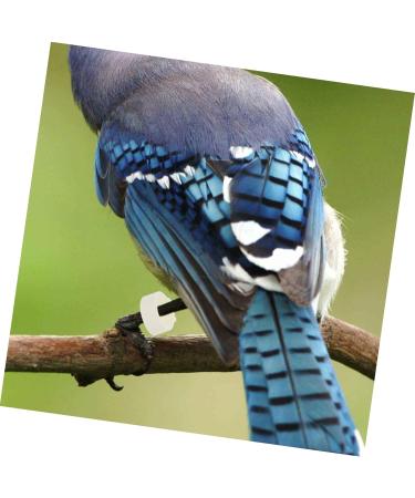 BCOATH Colored Tabs 300pcs Bands Small Green Pigeons Bird Outdoor Ring Finch Classification Doves Pigeon Dove Clip Ducks Colorful White Pet Birds Marking for Band Parrots Bright Professional Chicks 1.3X1.3X0.5CM As Shown - Buy Online on SooperMarket.com