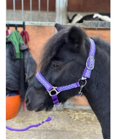 POLKA DOT HEADCOLLAR WITH LEAD ROPE FULL-MINI SHETLAND (Purple Shetland) Shetland Purple - Buy Online on SooperMarket.com