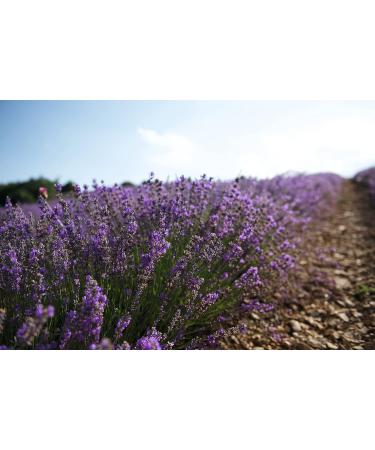 L'Occitane Shea Butter Lavender Hand Cream 2.6 oz | Nourishing & Smoothing Formula - Buy Online on SooperMarket.com