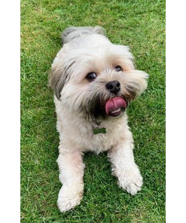 *New Premium* Rabbit Ears with Fur 1kg Natural Dog Treats Chews Hypoallergenic Hair LOD1 Rabbit 1 kg (Pack of 1) - Buy Online on SooperMarket.com