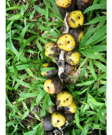 Indonesian Organic Ground Arenga Pinnata Sugar 100g/ Gula Semut Aren The Taste of Traditional Sweetener- Halal - Buy Online on SooperMarket.com