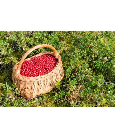Buy 100% Natural Cranberry Powder 200g | Wild Collection Fruit Powder | Premium Quality Superfood - Buy Online on SooperMarket.com