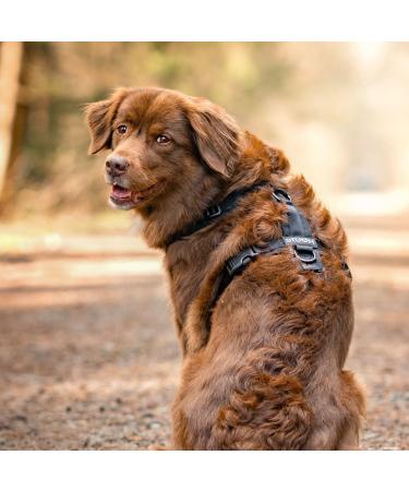 Stuch Dog Harness - Adjustable Padded Nylon for Small Medium & Large Dogs - Beige XS - Buy Online on SooperMarket.com