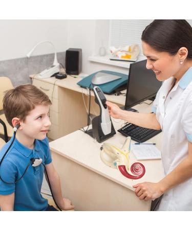 RONTEN Inner Ear Model - 8X Life-Size Medical Anatomy Model - Buy Online on SooperMarket.com