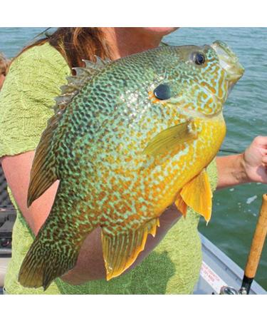 YZD Silverside Minnow Crappie Jig 12pcs - 3Color Mix | Fishing Lures for Crappie | Premium Quality - Buy Online on SooperMarket.com