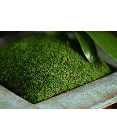 SuperMoss 21509 Sheet Moss 2oz Bag - Preserved Fresh Green Moss for Crafts and Decor - Buy Online on SooperMarket.com