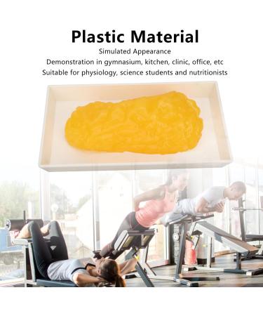 Fat Replica 1 Lb Real Soft Touch Fat Model A True Replica of Human Fatty Tissue for Anatomy Physiology Science Technology Students Nutritionists Doctor Dietitians - Buy Online on SooperMarket.com