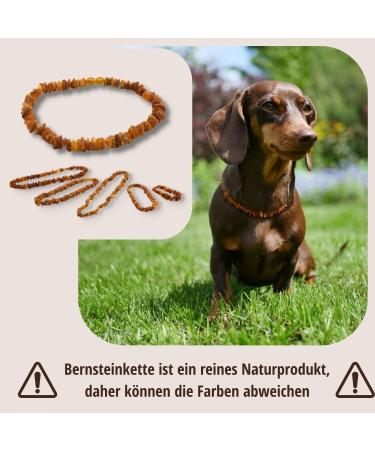 PetLove 100% Baltic Amber Necklace for Dogs & Cats - 20cm Collar for Natural Wellness - Buy Online on SooperMarket.com