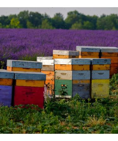 Lavender Raw Creamy Honey - 300g - Collected in Morocco - Buy Online on SooperMarket.com
