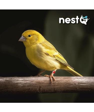 NestQ Rings Canary 2024 Federative Red Polychrome Laser Engraved Closed 3mm Numbered with Year Marked 1 Strip 25 Rings - Buy Online on SooperMarket.com
