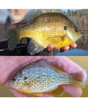 YZD Silverside Minnow Crappie Jig 12pcs - 3Color Mix | Fishing Lures for Crappie | Premium Quality - Buy Online on SooperMarket.com
