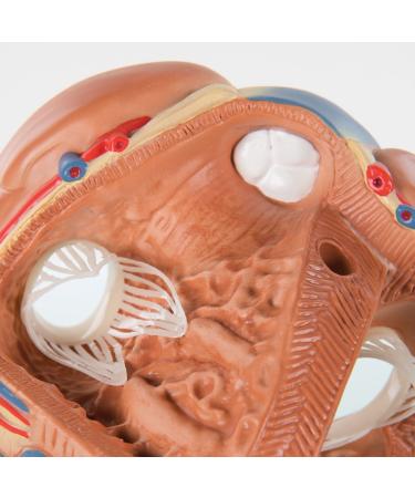 3B Scientific VD253 7 Part Heart Model 7.9-Inchx5.9-Inchx6.7-Inch - Buy Online on SooperMarket.com