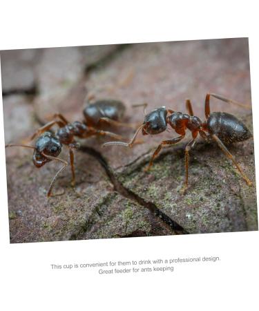 Minkissy 5pcs Ant Farm Habitat - Water Feeder & Ant Feeding Castle - Science Ant Colony Nest Box (2.8x2.5cm) - Buy Online on SooperMarket.com