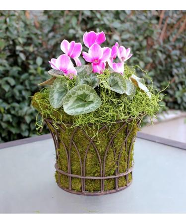 SuperMoss 26912 Preserved Spanish Moss 8oz - Natural Grass for Crafts and Decor - Buy Online on SooperMarket.com