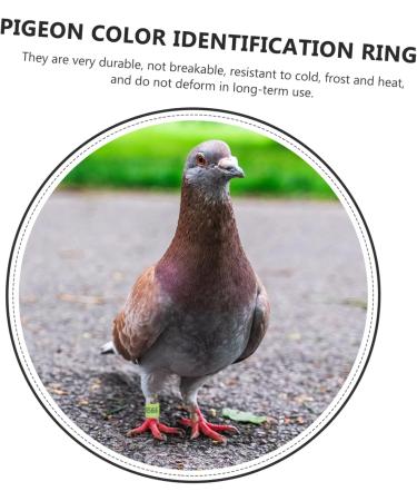 Balacoo 300 Pcs Homing Pigeon Identification Ring Tools Private Pigeons Marker Bird Distinguish Tool Birds 1.1x0.8cm x3pcs Colorfulx3pcs - Buy Online on SooperMarket.com