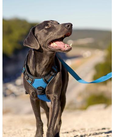 Buy Joytale Reflective Dog Harness for Small Dogs - Soft Padded Adjustable & Breathable with Control Handle - Perfect for Training - Blue - 1 Pack - Buy Online on SooperMarket.com