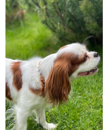 B-A-L Baltic Amber & African Jade Pet Flea & Tick Chain for Dogs & Cats | 25-65 cm - Buy Online on SooperMarket.com