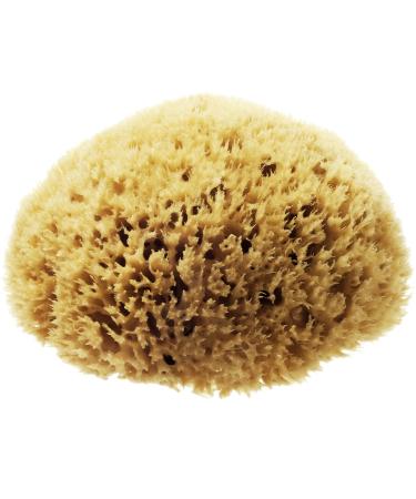 Hydrea London Natural Sea Sponge 5-5.5"- Premium Mediterranean Honeycomb Unbleached Natural Sponge for Bath and Shower for Adults Women Men Children and Baby