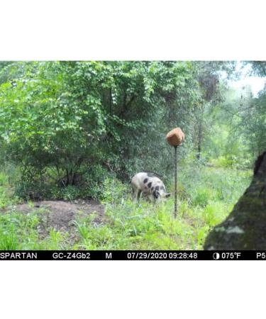 4S Feed Block Elevator - Attract Deer, Livestock, and Cattle with 50 LB Salt Block - Wildlife & Hunting Solutions - Buy Online on SooperMarket.com