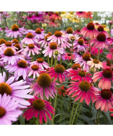 Echinacea mixed seeds - echinacea